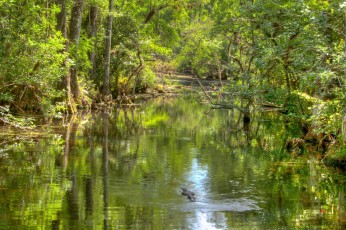 gator-in-everglades-18x12-250px-hdr