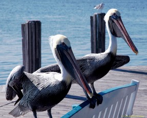 ps-pelicans-16x20-300_1711