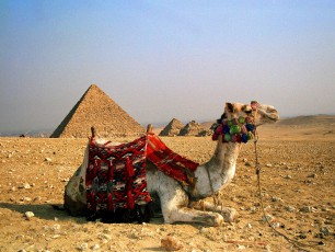 Camel Rests - Great Pyramid of Giza