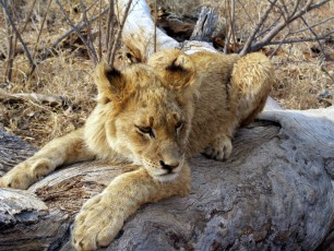 Lion Cub - Krugar National Park - S. Africa