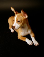 Our Dog Georgie 2011