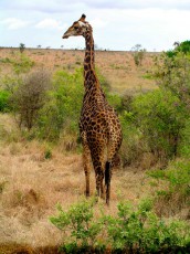 Krugar National Park, South Africa 2004