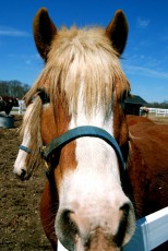 Curious Horse - New Jersey 2011