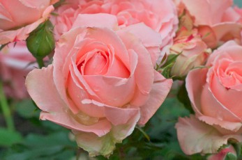 My Garden, Pink Rose Revisit - 2012