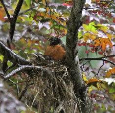 Robins Nest In My Garden 2009
