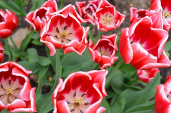My Garden Tulips