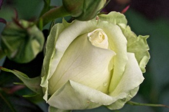 My White Rose