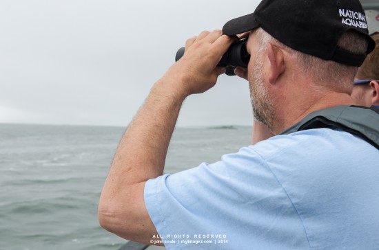 Brent Whitaker from the National Aquarium searches for dolphins