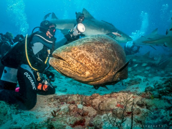 It is tricky to allow the animals to trust you - here is a very curious Goliath Grouper checking us out.