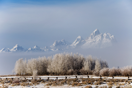 Frosted_Trees_Tetons