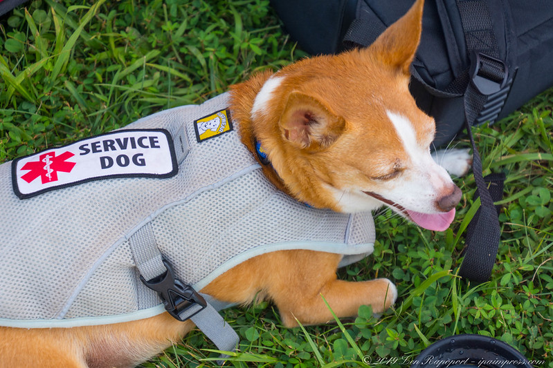 Service Dogs Allowed